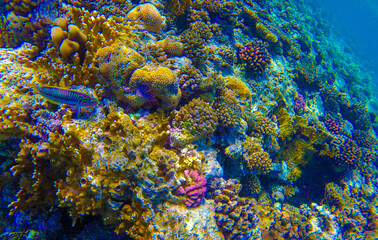 Naklejka na ściany i meble beautiful underwater world of coral reef d in the red sea in egypt.beautiful background with coral reef and fish underwater