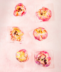 tulip flowers in ice cubes