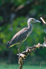 great blue heron