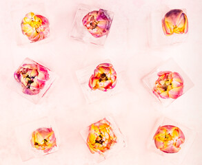tulip flowers in ice cubes