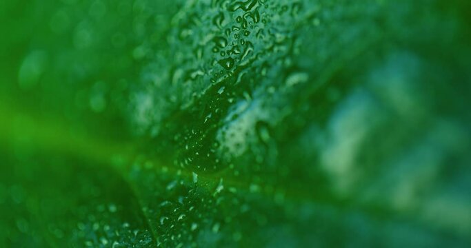 Water drop on Green Leaves Ecology Fresh Water Drops On Leaves Eco Droplets