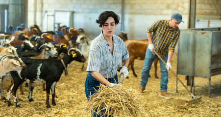 Hardworking young Latin woman farmer raising hay on pitchfork, making straw preparations for the winter in goat barn © JackF