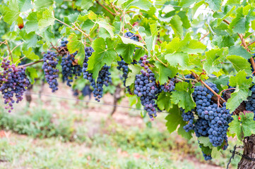 Blue fresh bunch of grapes hang on a vine plant in September before harvest