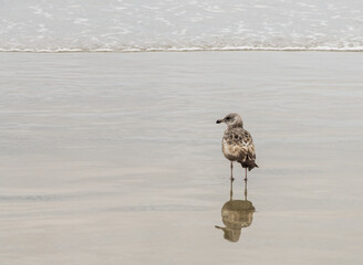 bird and reflection on the beach