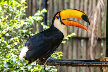 Toco toucan at the Bird Park Parque Das Aves in Foz do Iguacu, near the famous Iguacu Falls in Brazil.