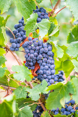 Blue fresh bunch of grapes hang on a vine plant in September before harvest