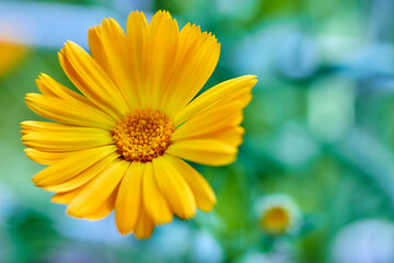 Blooming orange marigold flower close-up on a green meadow. Medicinal plants