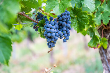 Blue fresh bunch of grapes hang on a vine plant in September before harvest