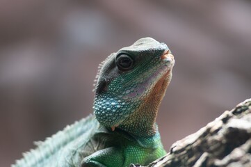 close up of a lizard