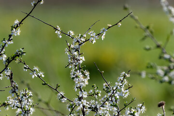 Prunus spinosa or blackthorn white spring flowers green background.
