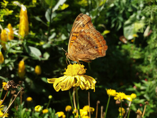 Butterfly Junonia evarete (Cramer, 1779), popularly known as Diurnal Peacock's Eye, is a Neotropical butterfly of the Nymphalidae family (Nymphalidae).