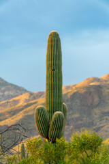 Majestic saguaro cactus reaching up to the blue sky and clouds with trees and mountain background in woods