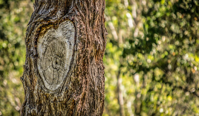 Close-up of a heart shape on a tree trunk, Australia