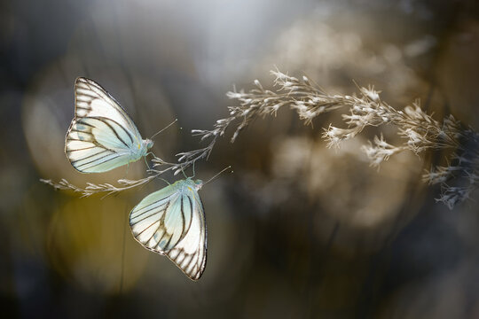 Close-up of two butterflies mating on a plant, Indonesia