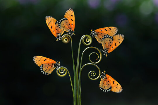 Close-up of butterflies mating on a plant with spiral tendrils, Indonesia