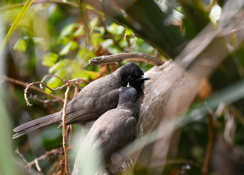 A Common Bulbul Cleans Its Partner Eyes