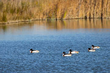Anas clypeata o Spatula clypeata y Tadorna tadorna relajados en el agua.
