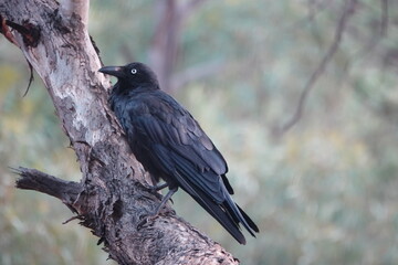 raven on a branch