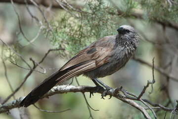 Apostlebirds of Warren Gorge CP