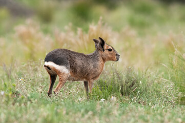 Patagonian cavi in Pampas grassland environment, La Pampa Province, , Patagonia , Argentina