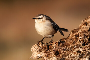 Chalk browed Mockingbird, La Pampa Province, Patagonia, Argentina