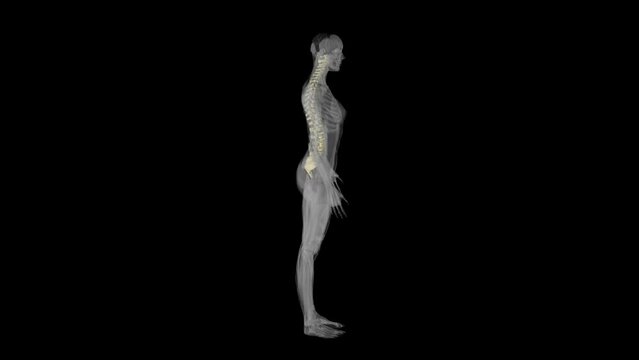 Female Backbone X-Ray Rontgen Transparent Alpha Video