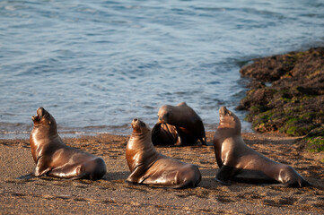 Fototapeta premium Sea Lions on beach, Peninsula Valdes, World Heritage Site, Patagonia, Argentina