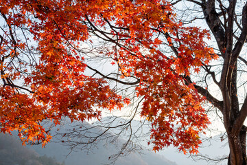 Beautiful autumn scene at Toyko, Japan	