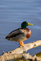 Fototapeta premium Anas platyrhynchos tomando el sol.