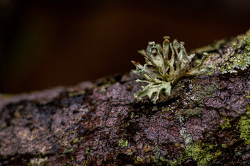 moss on the stone