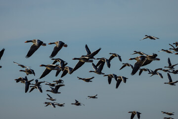 Anser anser - Oca volando