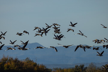 Anser anser - Oca volando