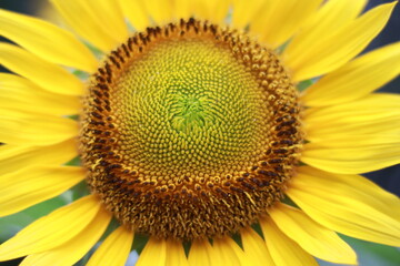 Beautiful sunflower on a sunny day with a natural background. Selective focus. High quality photo.