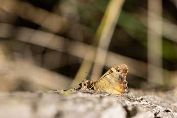 Mariposa posada en el tronco de un árbol.