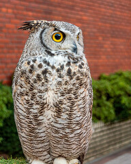A close portrait of a male great horned owl
