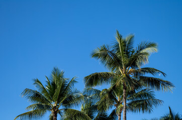 Fototapeta na wymiar Palm Trees on Waikiki Beach with a Daylight Moon Setting.