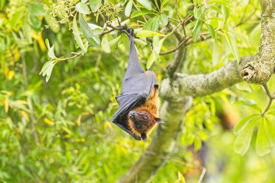 Mysterious Lyle's flying fox (Pteropus lylei) big fruit bat hanging downward from tree branch with stretching its wings and legs