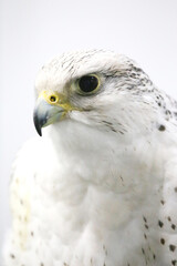 Closeup of a beautiful young gyrfalcon