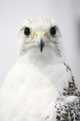 Closeup of a beautiful young gyrfalcon