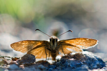 butterfly on the ground
