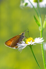 butterfly on a flower