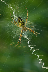 spider on the web