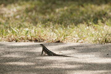 Texas spiny lizard on patio outdoors during summer, wildlife.