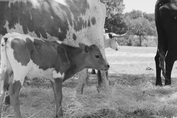 Spotted Texas longhorn calf closeup on rural farm in rustic black and white with cow herd in...