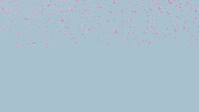 cherry blossom petals falling on the blue background 3d modeling animation.