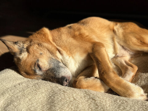 Cute redhead, ginger, senior mongrel sleeping dog. Dog sleeps sweetly (naps) at home on a dog bed, at the sunny rays
