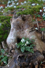 切り株に咲くバイカオウレン　早春　（高知県　佐川町　牧野公園 ）