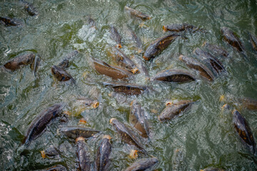 eine sehr große Anzahl von Fischen im See