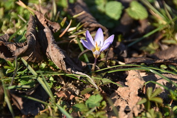 Crocus solitario nei campi