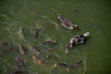 
eine sehr große Anzahl von Fischen im See
